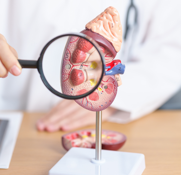conditions-treated-endocrinology-and-paediatric-endocrinology_0.png